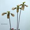 Пафиопедилум (Paphiopedilum) bullenianum